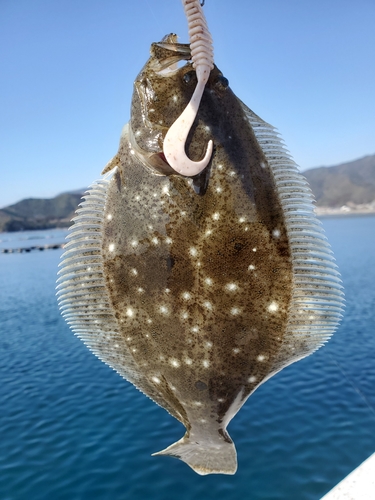 ソゲの釣果