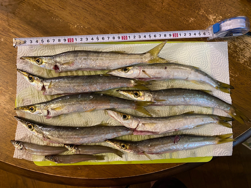 カマスの釣果