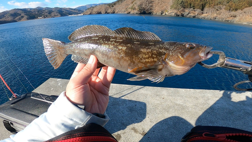 アイナメの釣果