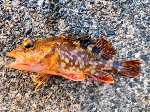 カサゴの釣果