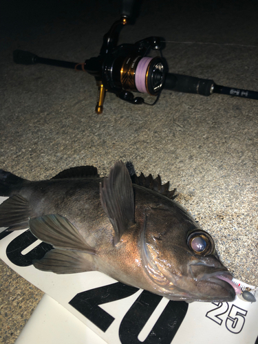 シロメバルの釣果