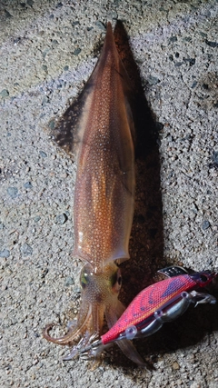 ヤリイカの釣果