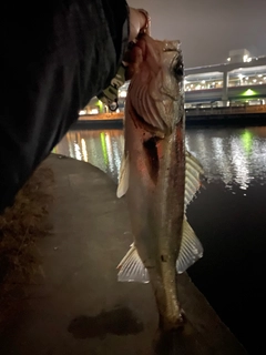 シーバスの釣果