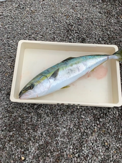 メジロの釣果