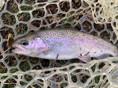 ニジマスの釣果