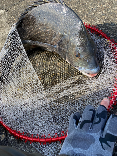 チヌの釣果