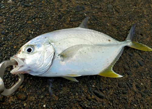 メッキの釣果