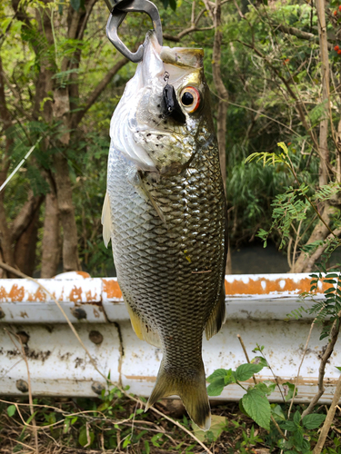 オオクチユゴイの釣果