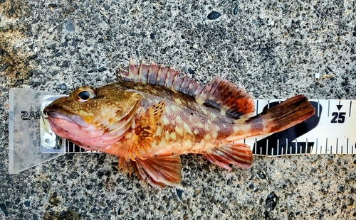 カサゴの釣果