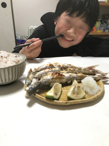 カマスの釣果