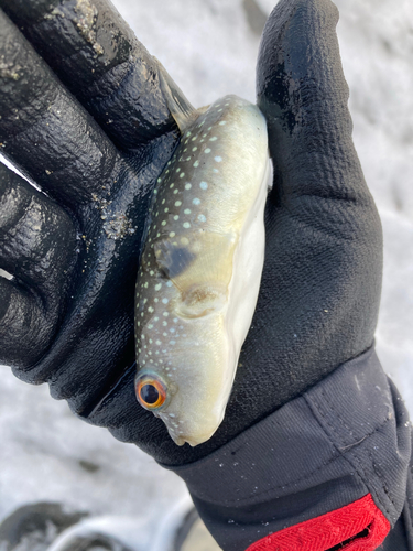 カナフグの釣果