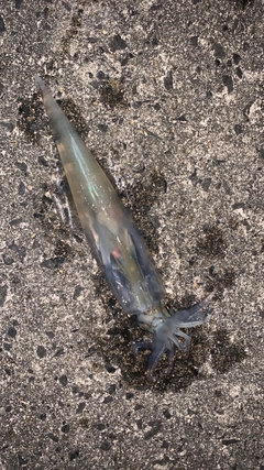 ヤリイカの釣果