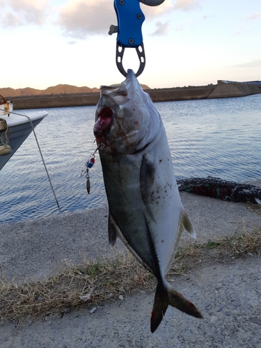 ヒラアジの釣果