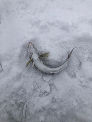 ニシンの釣果