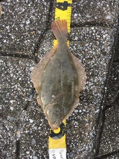 カレイの釣果