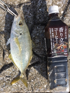 シマアジの釣果