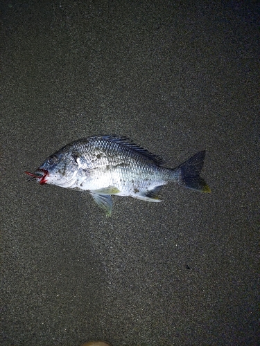 キビレの釣果