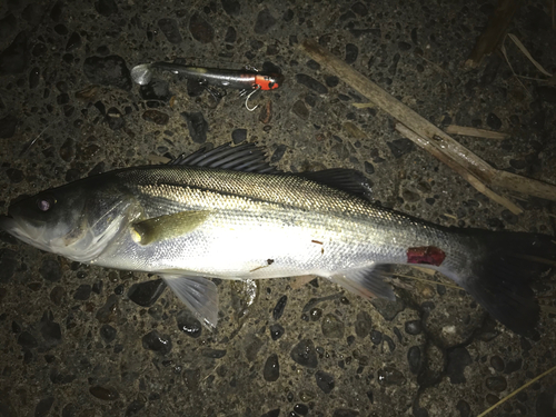 シーバスの釣果