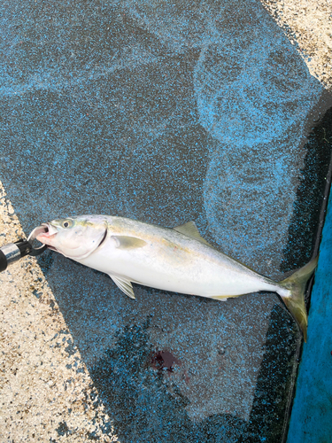 イナダの釣果