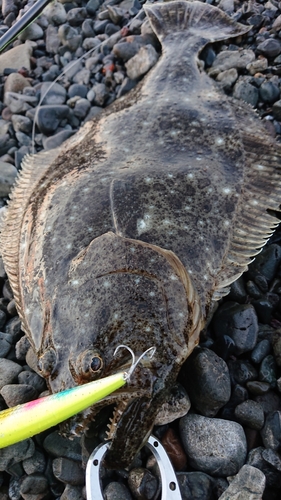 ヒラメの釣果