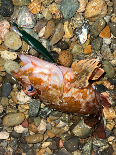 カサゴの釣果