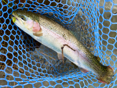 ニジマスの釣果