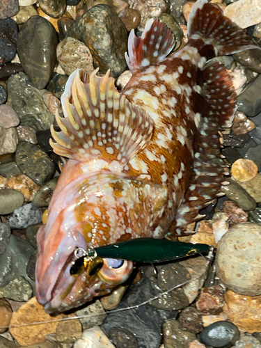 カサゴの釣果