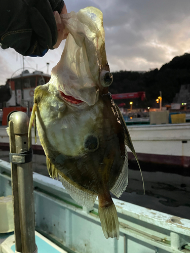 マトウダイの釣果