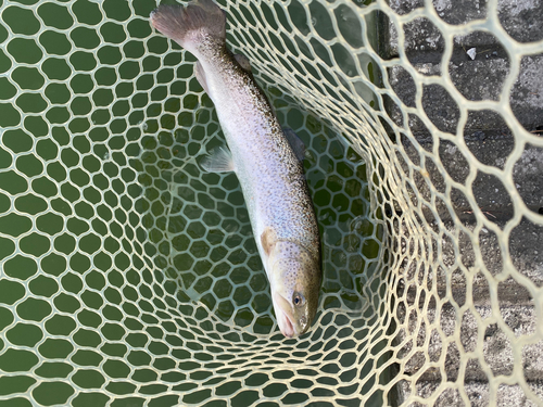 イトウの釣果