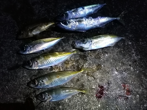 アジの釣果