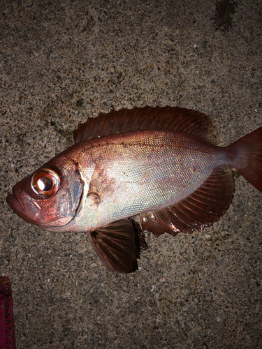 ゴマヒレキントキの釣果