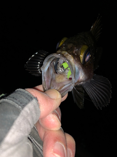 メバルの釣果