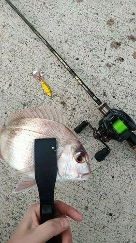 マダイの釣果