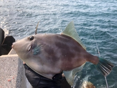 カワハギの釣果