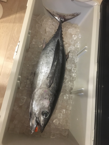 ビンチョウマグロの釣果