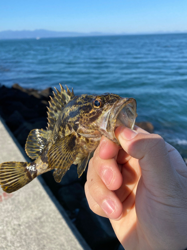 タケノコメバルの釣果