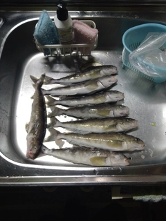ホッケの釣果