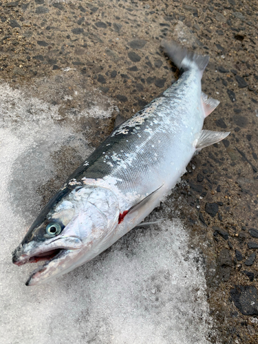 サクラマスの釣果