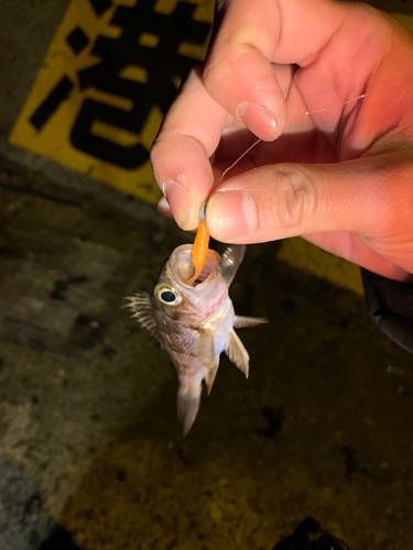 シロメバルの釣果