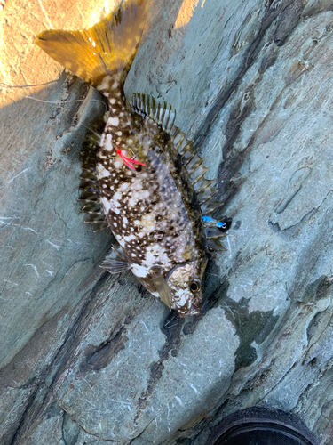 アイゴの釣果