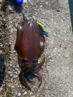 モイカの釣果