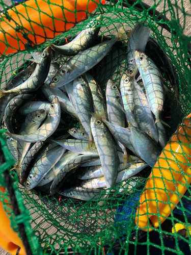 アオアジの釣果