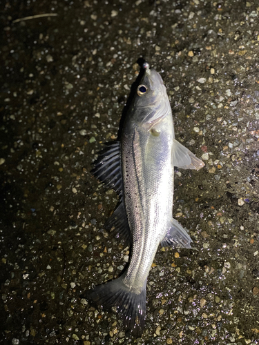 セイゴ（マルスズキ）の釣果