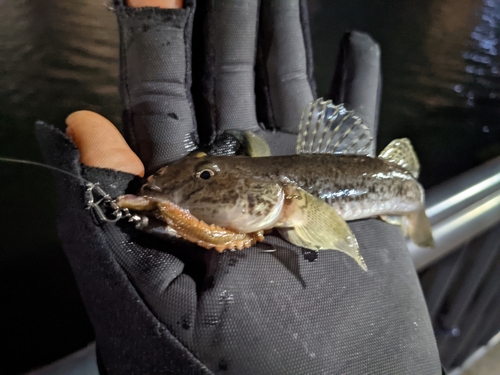 マハゼの釣果