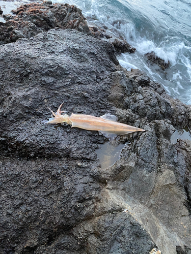 ヤリイカの釣果