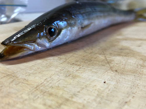 カマスの釣果