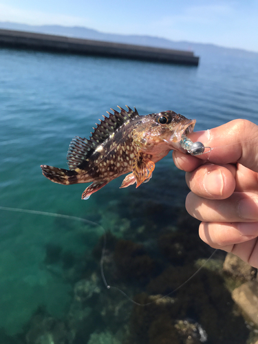 アラカブの釣果