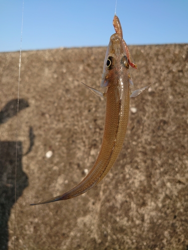 キスの釣果