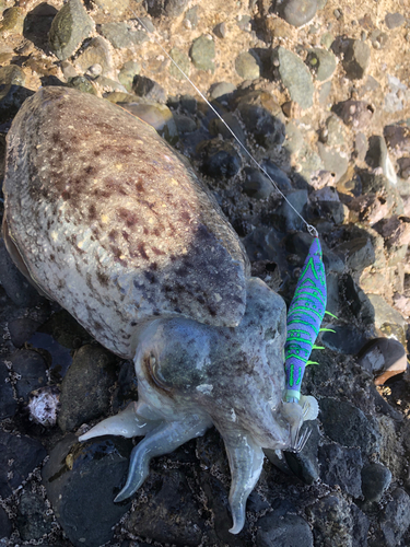 コウイカの釣果