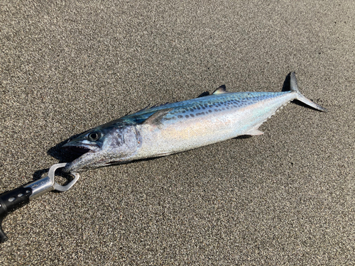 サゴシの釣果